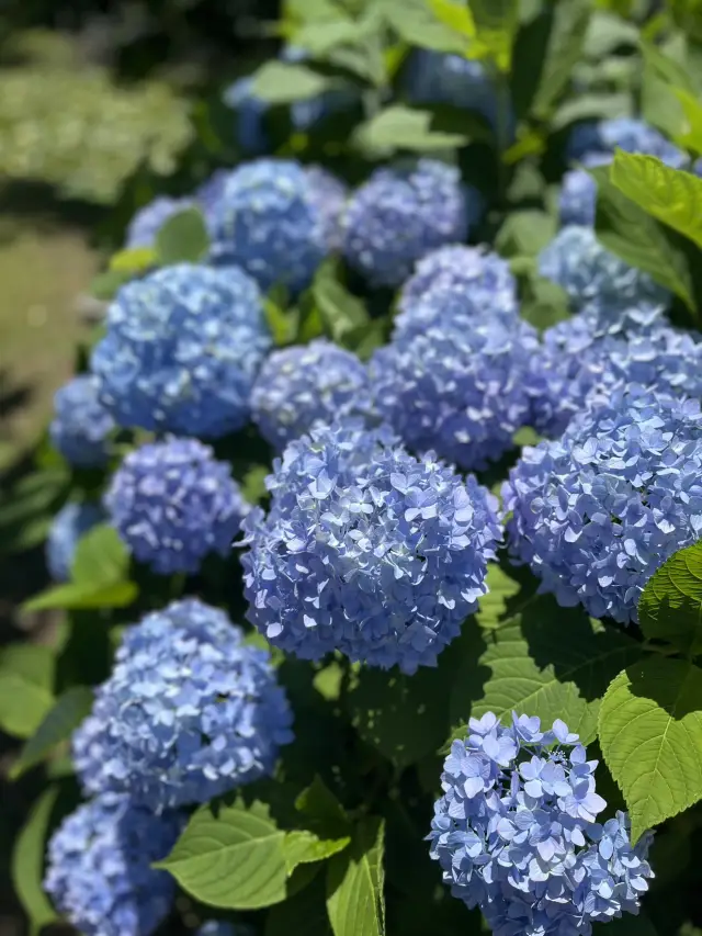 【福岡】大濠公園攻略指南