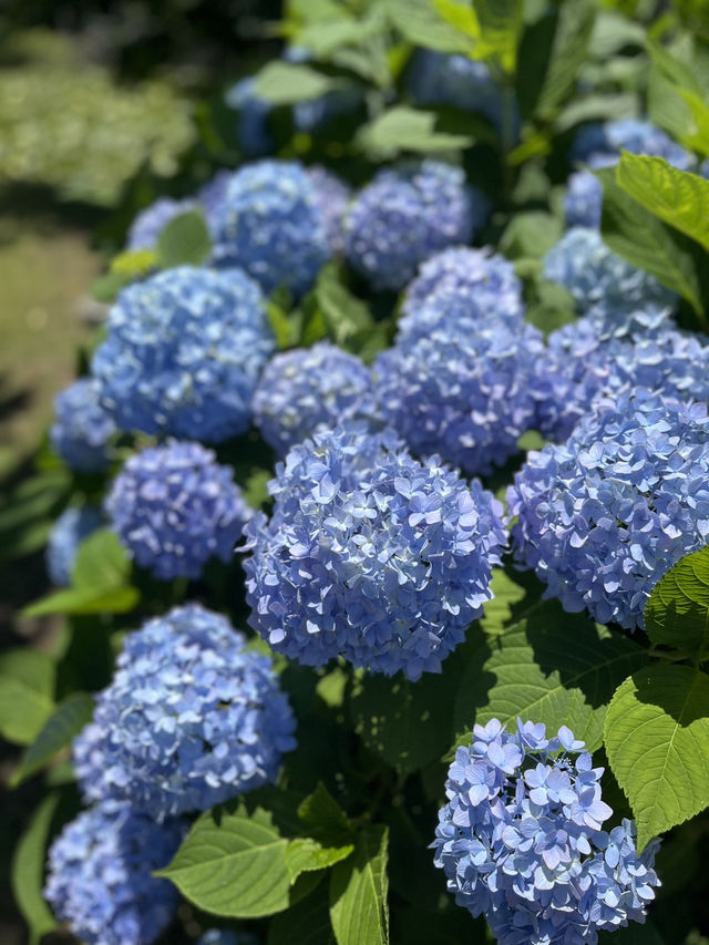 【福岡】大濠公園攻略ガイド🏞️