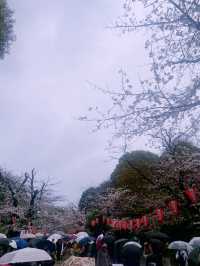 ชมซากุระบานที่ Ueno Park