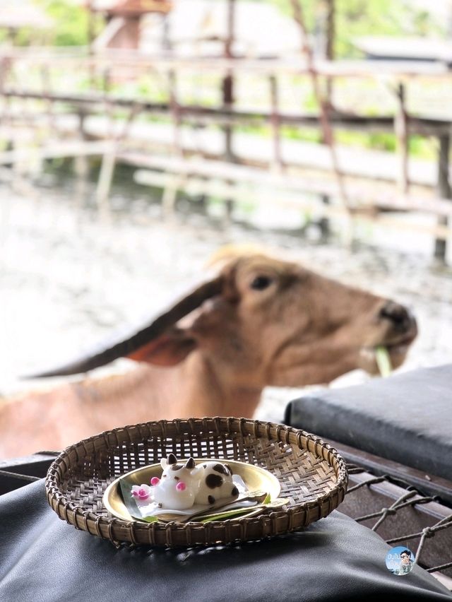 กินแฟ ดูฟาย สโลว์ไลฟ์ไปกับน้องควาย ณ หมู่บ้านอนุรั