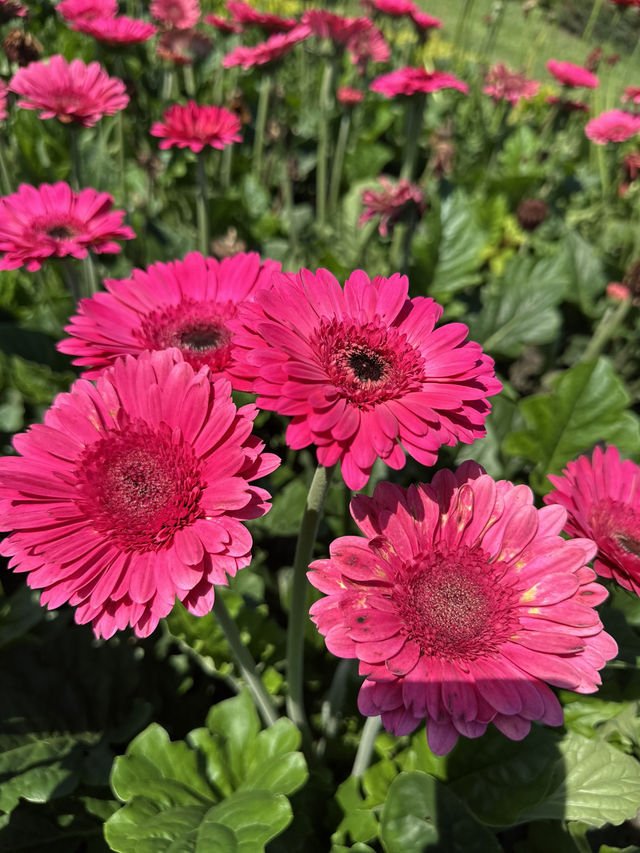 Gaze at seas of flowers 🌺 