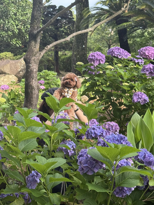 【神奈川】ワンちゃんと行ける紫陽花スポット！