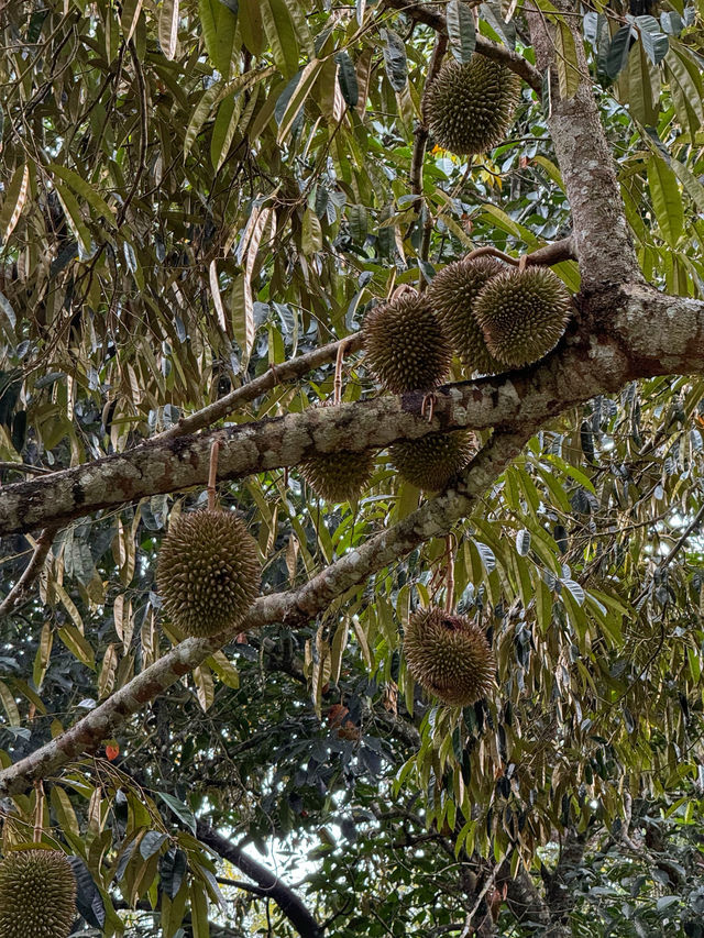 Hiking to Penang’s Hidden Glass House — With a Durian Surprise 