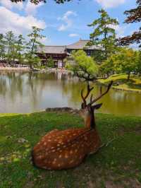 Nara park - must visit place in Japan