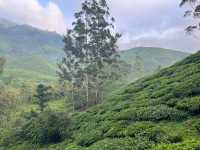 🌿 Highlands Escape at BOH Tea Plantation, Cameron Highlands