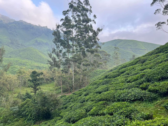 🌿 Highlands Escape at BOH Tea Plantation, Cameron Highlands