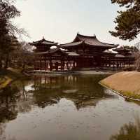🕊️ Byōdō-in Summer Survival Guide