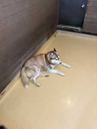 【群馬🐴】世界の名犬牧場で触れ合い放題🐶💕
