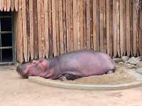 新竹市立動物園：與動物們的悠閒漫步