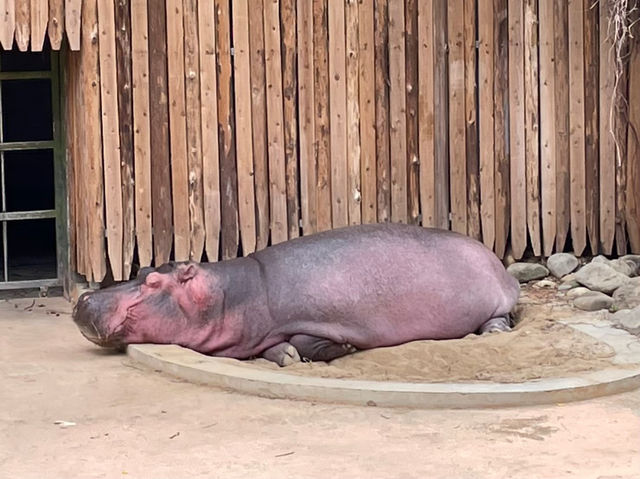 新竹市立動物園：與動物們的悠閒漫步