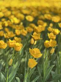 Daning Tulip Park