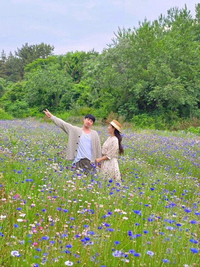 여름꽃 만개한 사랑스런 무안 정원카페🌿