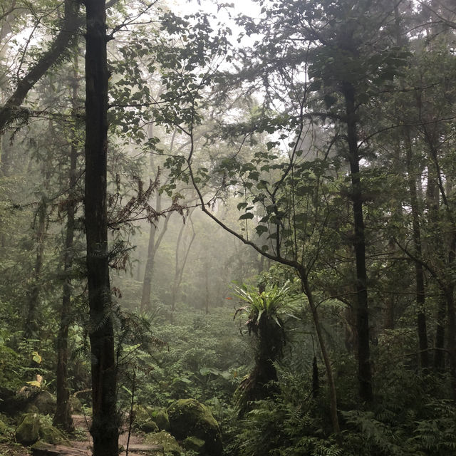 新竹馬武督森林遊樂區🌳
