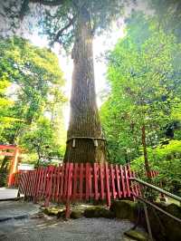 A Stunning Sight at Hakone Shrine’s Torii Gate