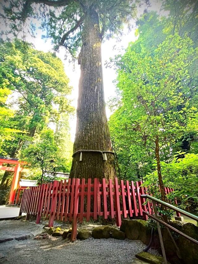 A Stunning Sight at Hakone Shrine’s Torii Gate