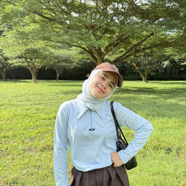ต้นจามจุรียักษ์ พังงา 🌳