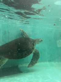 仙台うみの杜水族館🪼