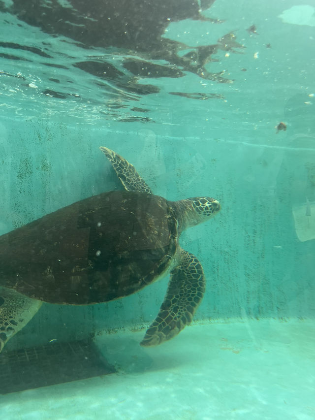 仙台うみの杜水族館🪼