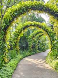Discovering the Botanic Gardens Singapore