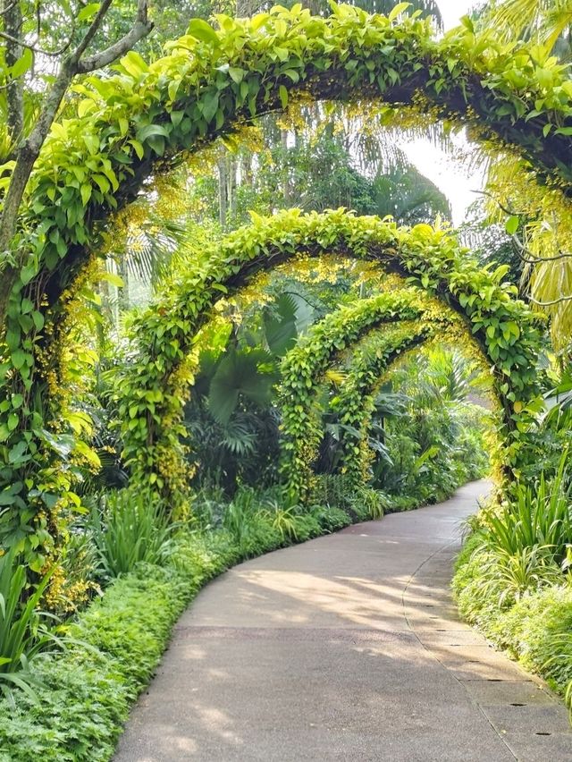 Discovering the Botanic Gardens Singapore