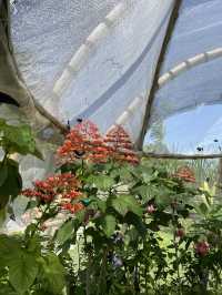 Butterfly Garden in Nuanu