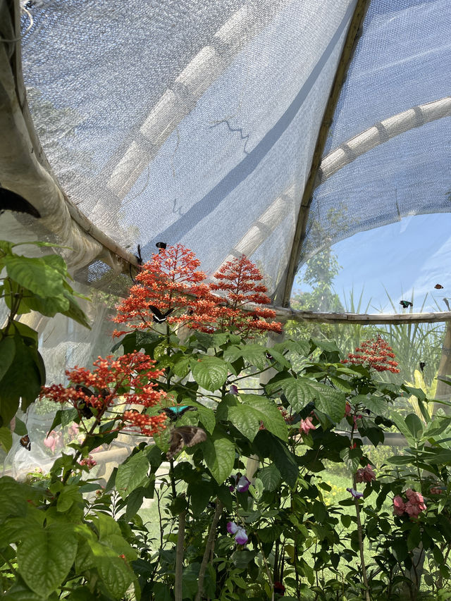 Butterfly Garden in Nuanu