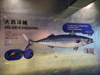 多彩多姿的〔大鯖魚〕夢工場