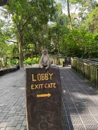 Monkey Forest, Ubud