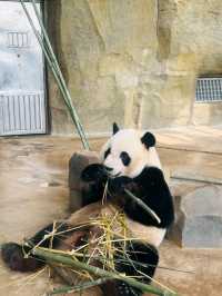 CHENGDU PANDA BASE · MEET CHINA’S LIVING NATIONAL TREASURES