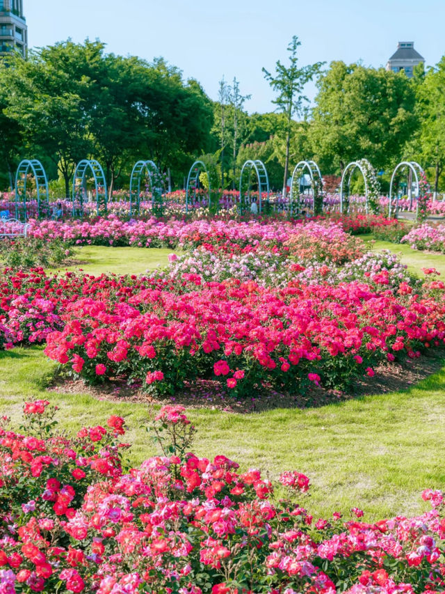 Hangzhou Xixi Rose Garden｜A Stroll Through Monet’s Painting 🎨🌹