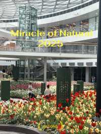 ชมสวนทิวลิปที่ Miracle of Natural ฉบับปี 2025 