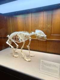 รีวิว Chengdu Giant Panda Museum