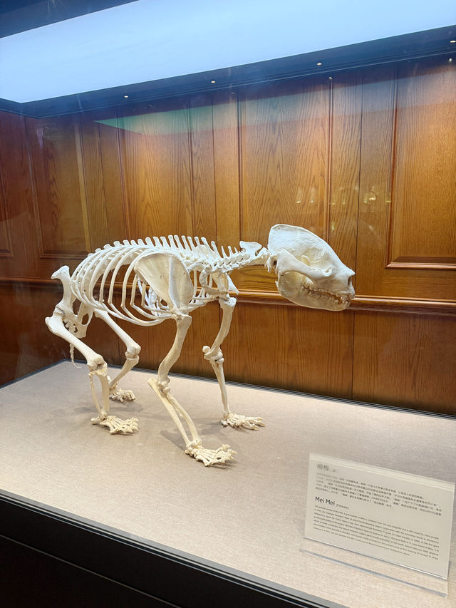 รีวิว Chengdu Giant Panda Museum