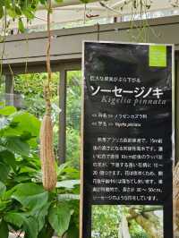 🌺トロピカルな夢の温室へ──沖縄の楽園をまるごと体感。