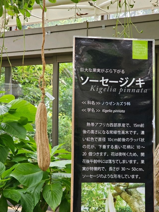 🌺トロピカルな夢の温室へ──沖縄の楽園をまるごと体感。