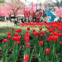 🌸春爛漫!桜と花に彩られる横浜さんぽ:海岸教会からガーデンフェスまで🌷