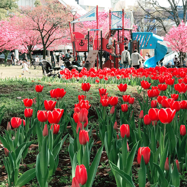 🌸春爛漫!桜と花に彩られる横浜さんぽ:海岸教会からガーデンフェスまで🌷 🌸春爛漫!桜と花に彩られる横浜さんぽ:海岸教会からガーデンフェスまで🌷