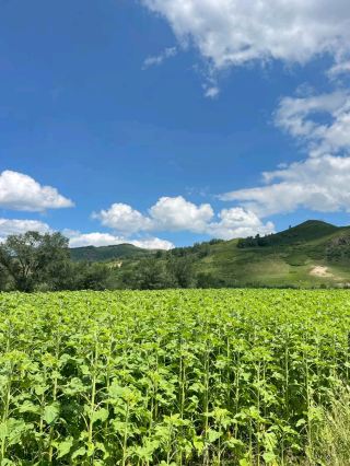 From Temples to Tents: The Spirit of Hohhot