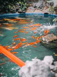 Foshan | A Temple with Lions and the Most Beautiful Koi Pond