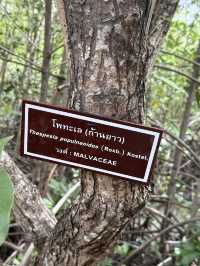 สวนป่าชายเลนทูลกระหม่อม