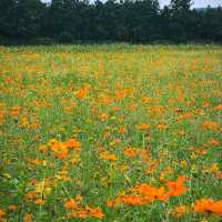 Island of Whispers: Jeju’s Natural Spell