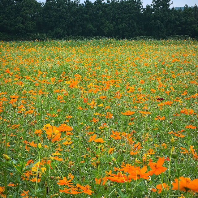 Island of Whispers: Jeju’s Natural Spell