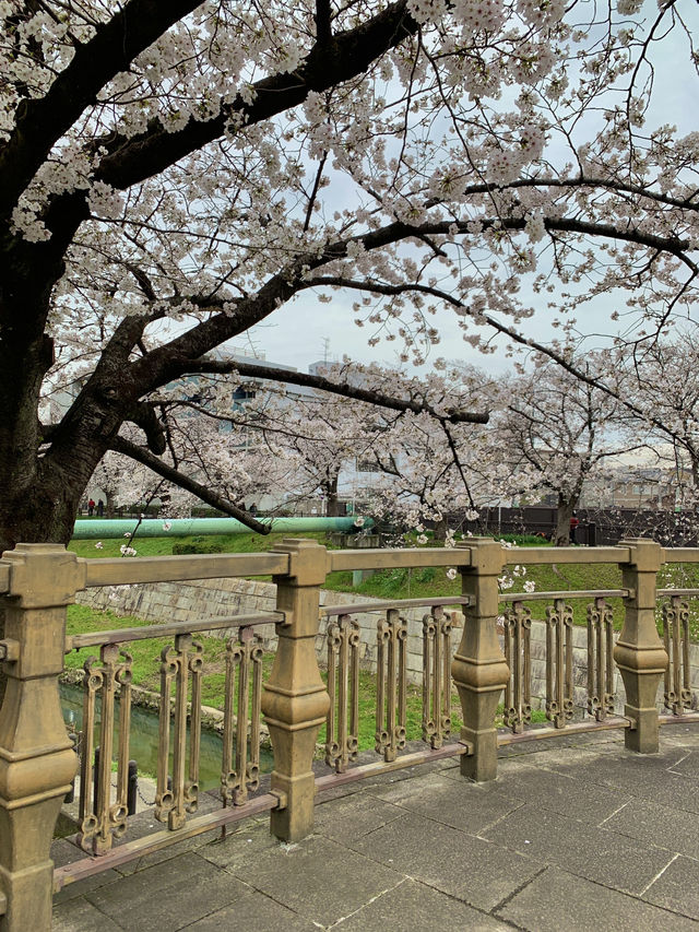 봄이 오면 꼭 가보고 싶었던 곳, 야마자키강 벚꽃길 🌸