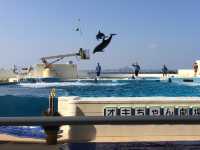 【沖縄・国頭郡】🦈美ら海水族館〜世界最大のジンベエザメが目の前〜