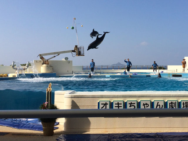 【沖縄・国頭郡】🦈美ら海水族館〜世界最大のジンベエザメが目の前〜 【沖縄・国頭郡】🦈美ら海水族館〜世界最大のジンベエザメが目の前〜