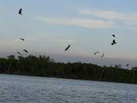 The Dive of the Sky Tyrants: On the Selangor River, Summoning a Raptor Storm with Chicken Skin