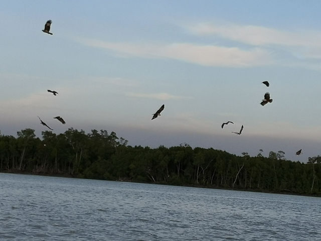 The Dive of the Sky Tyrants: On the Selangor River, Summoning a Raptor Storm with Chicken Skin