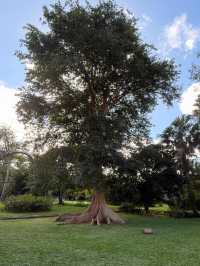 A Botanical Treasure at Pamplemousses Garden Pamplemousses