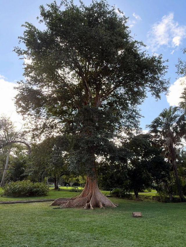 A Botanical Treasure at Pamplemousses Garden Pamplemousses