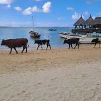 A Tropical Paradise Experience in Mauritius
